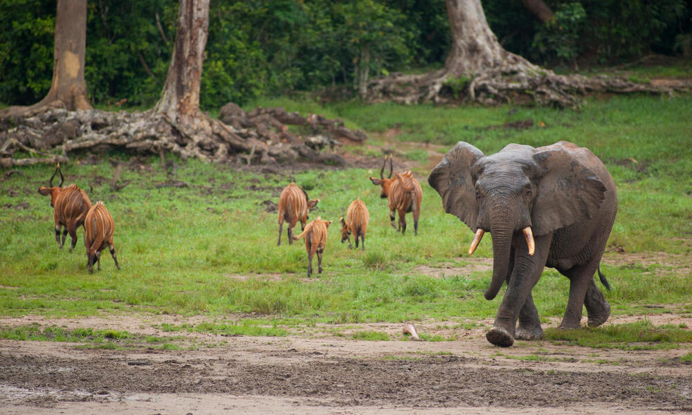 Deer grazing in the forest and a grey elephant walking