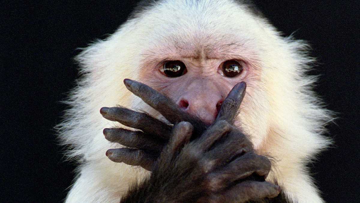 A Primate Suspect - US Monkey Dials 911