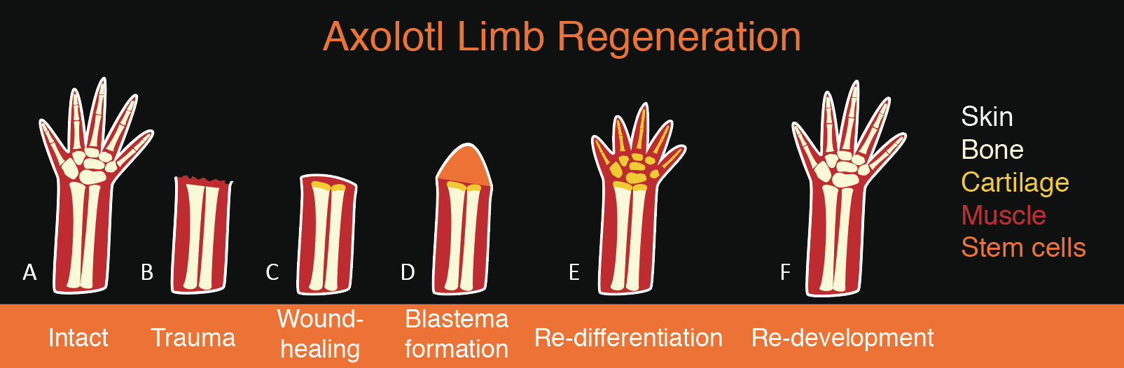 Digital illustration showing regeneration of axolotls limb