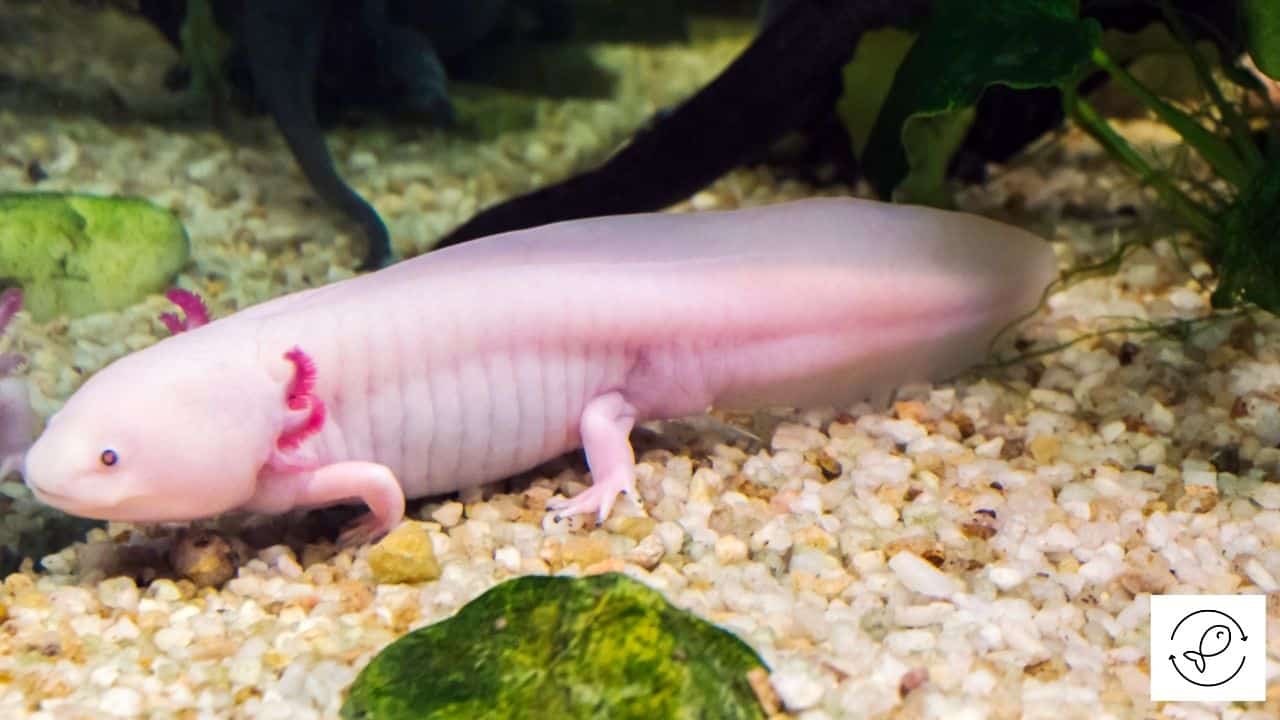 Pink colored axolotl walking in a tank