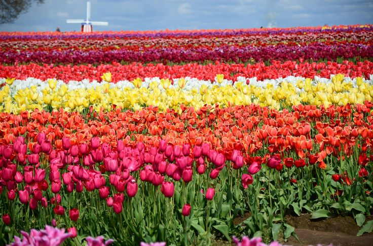 Beautiful tulips valley containing pink, orange, yellow, and white tulips