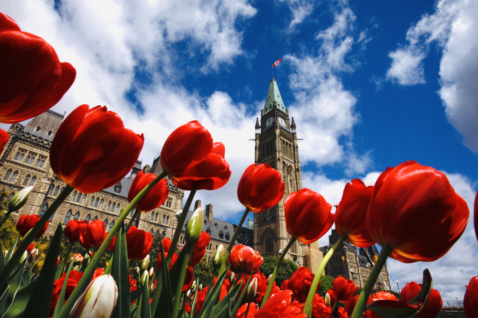 Canadian Tulip Festival - A Symbol Of Friendship Between Netherlands And Canada