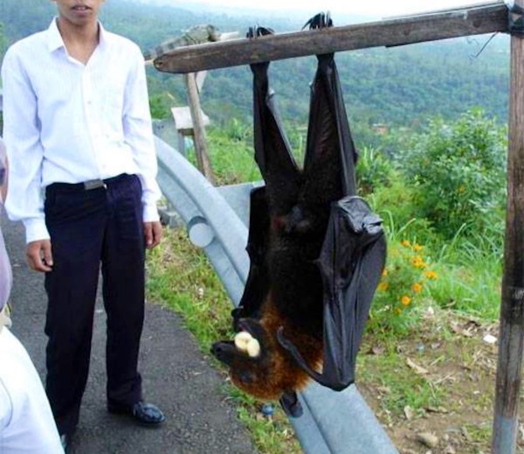 A man standing next to a giant bat