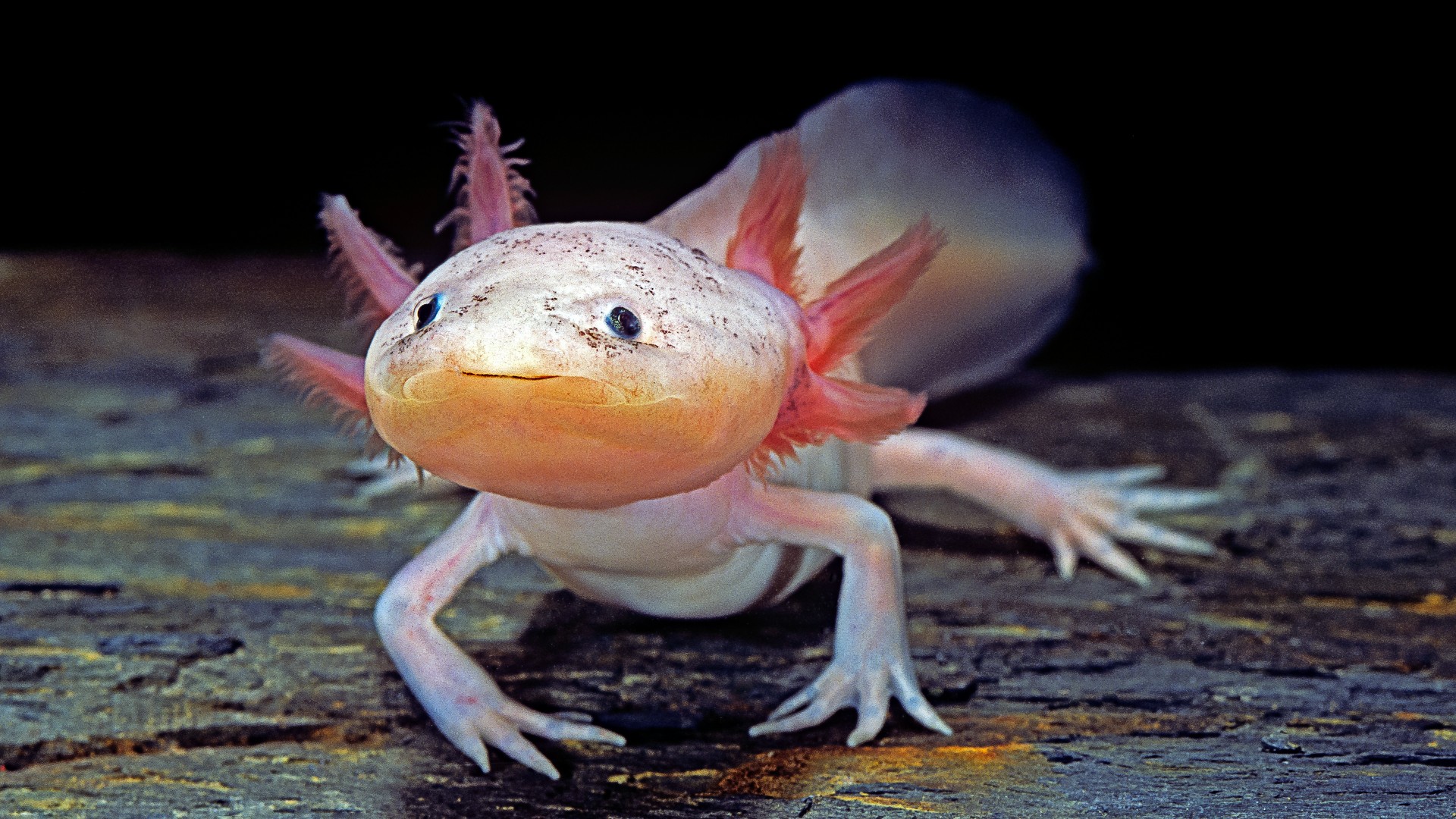Axolotl Can Regenerate Their Brain Including Other Body Parts