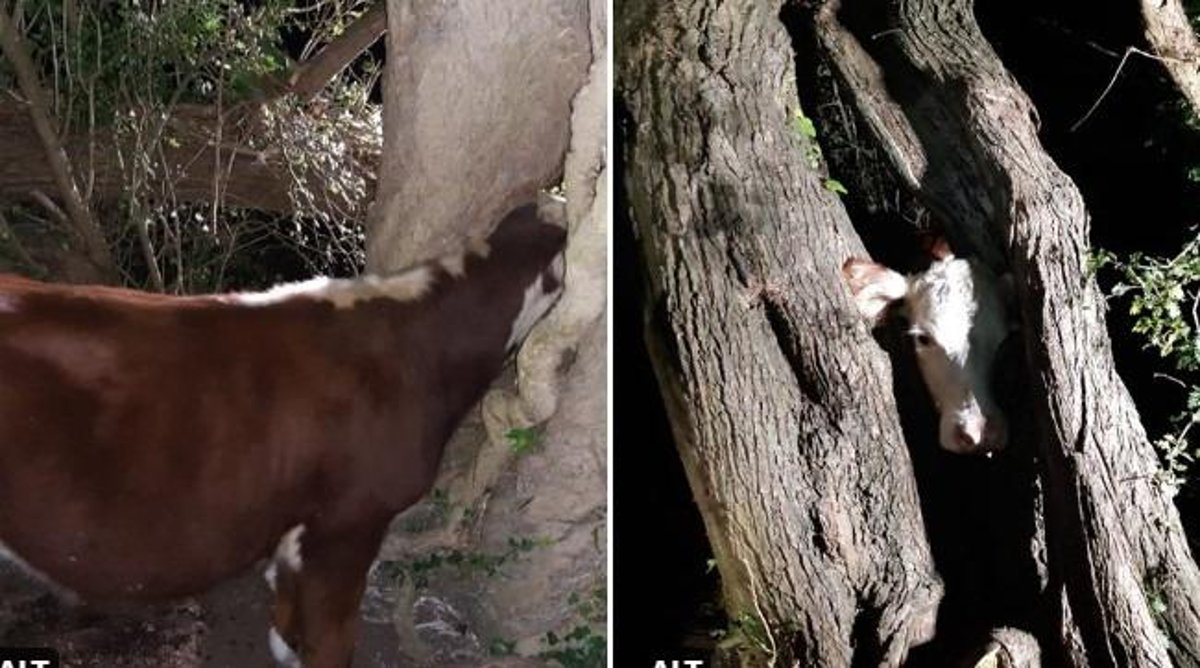A brown cow with its head stuck in the tree
