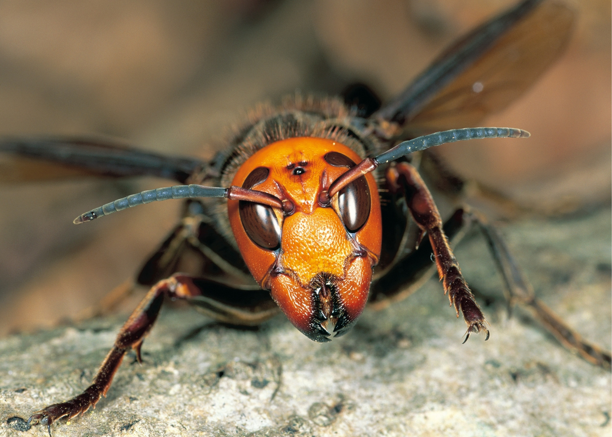 A zoom-in picture of asian giant hornet rests in a branch of a tree
