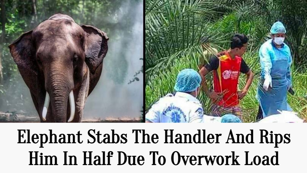 Elephant Stabs The Handler And Rips Him In Half Due To Overwork Load In Thailand