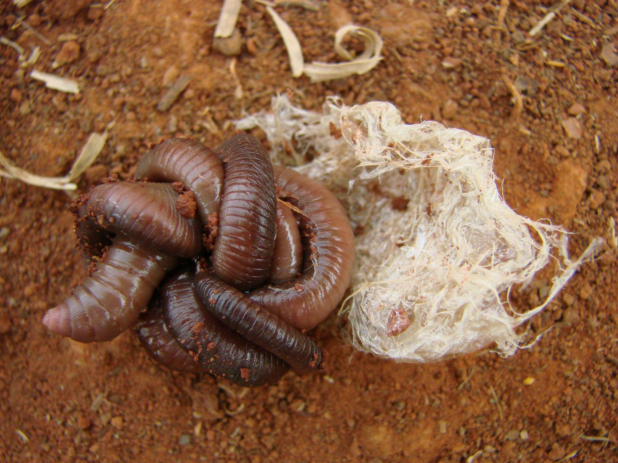 Large earthworm entangled itself on the ground