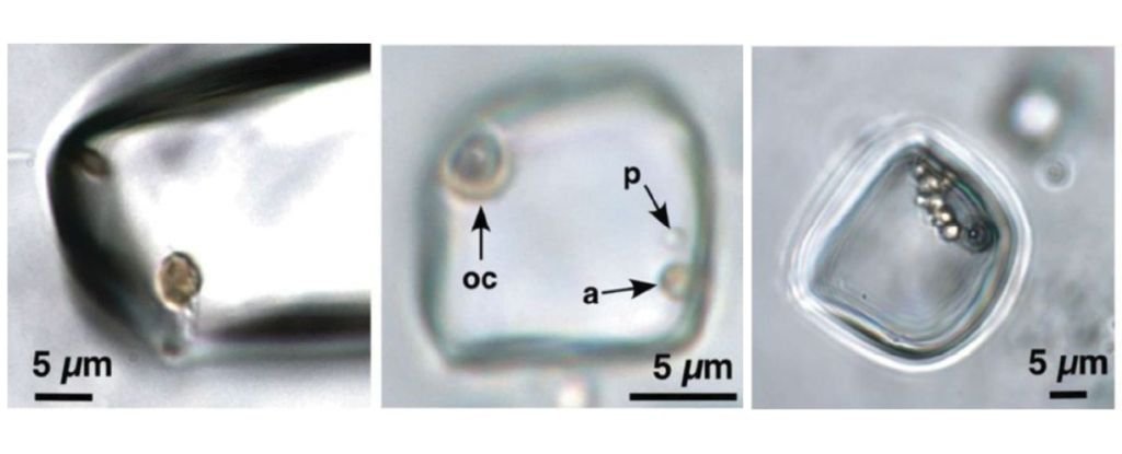 Organisms found through microscopic examination