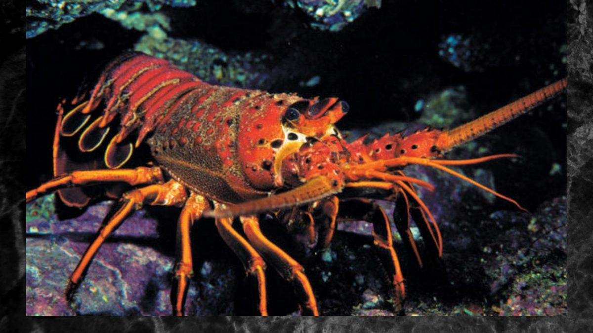 Orange lobster in the sea