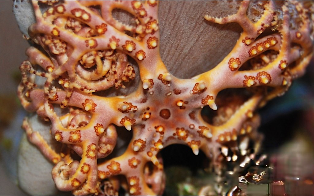 A close up view of orange Basket Starfish