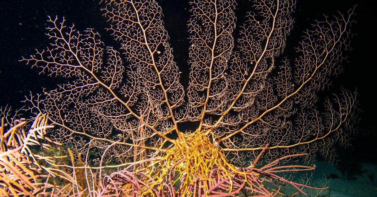 Orange-colored Basket Starfish in the deep sea