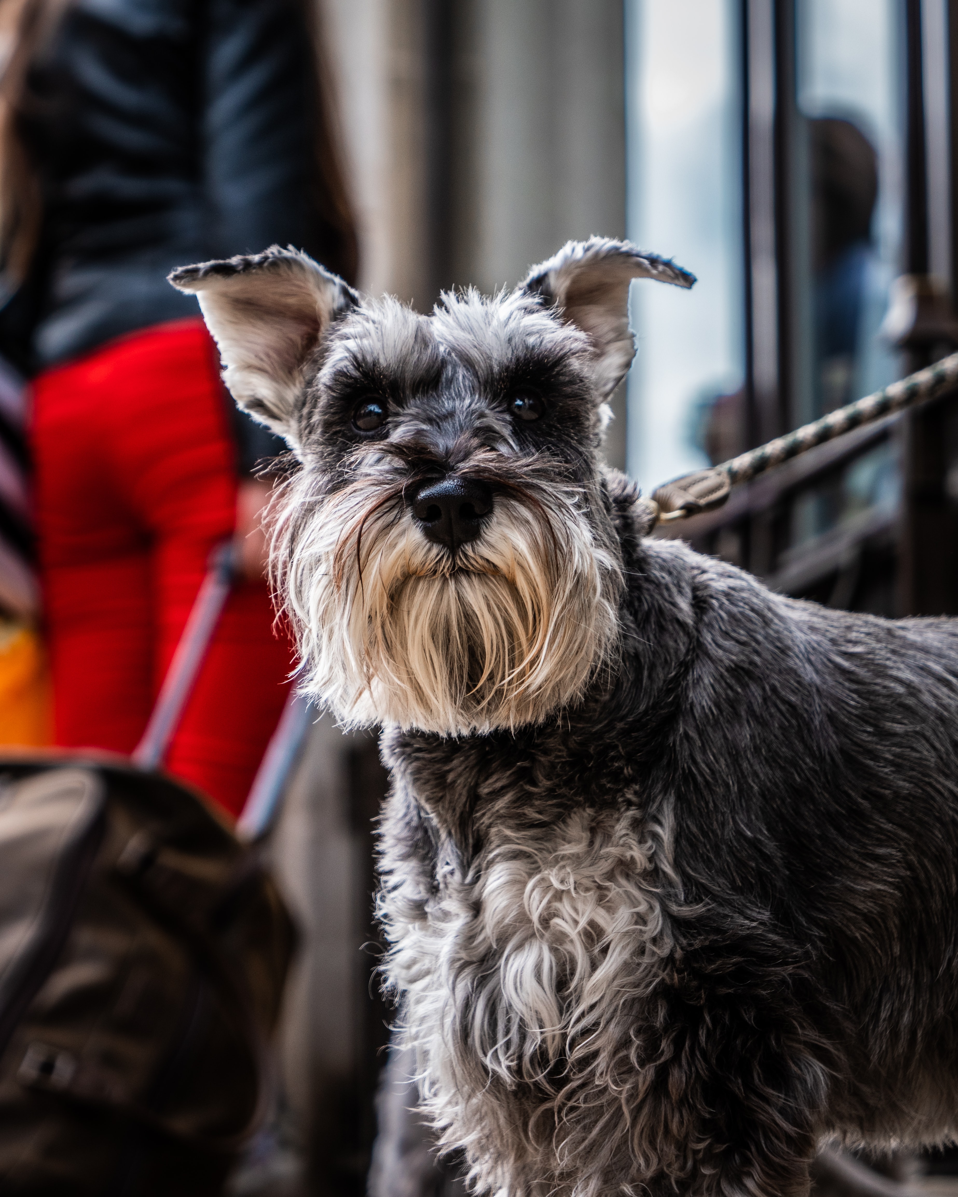 Best Dog Brush For Miniature Schnauzer You Need To Try