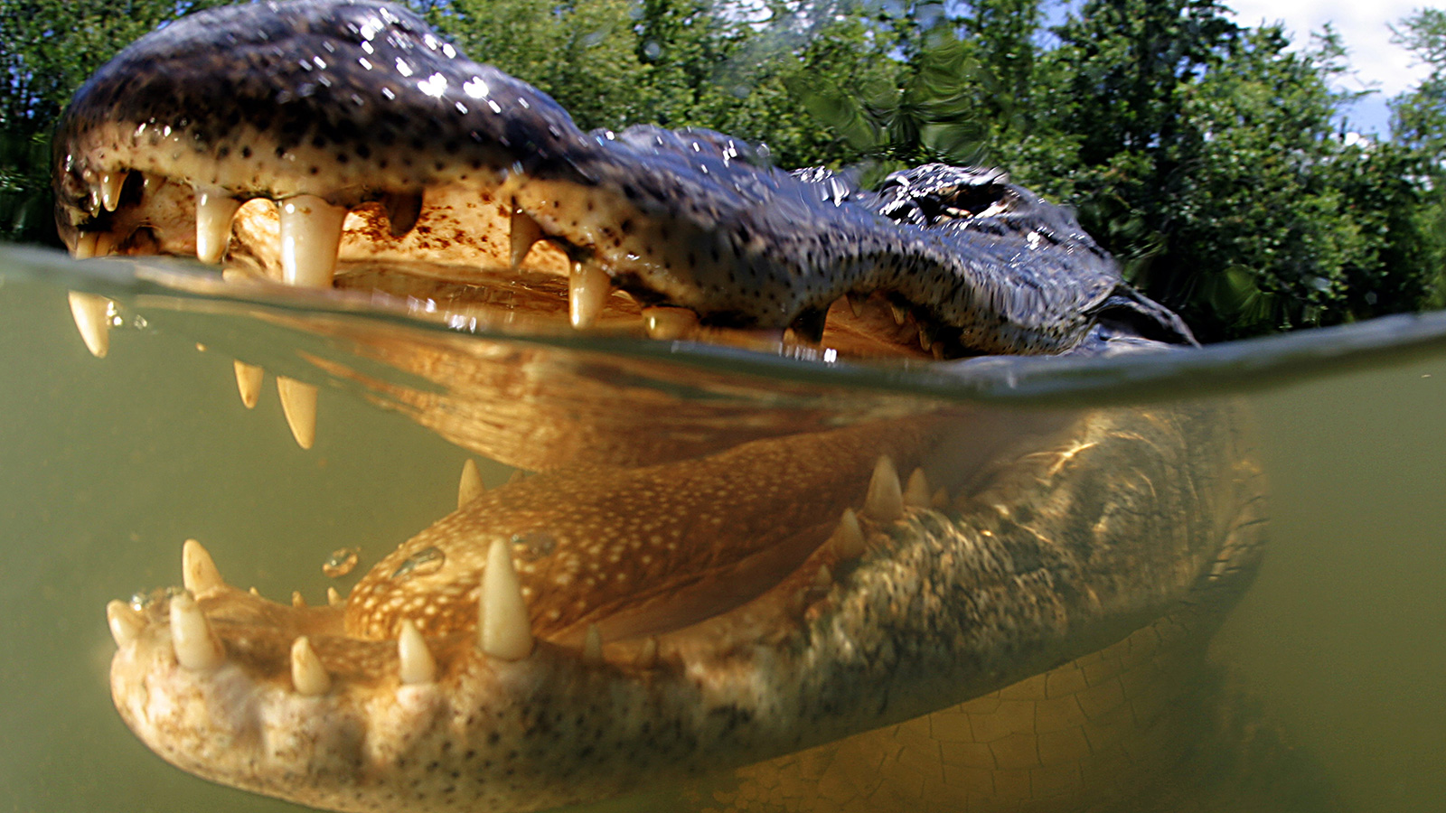 A Florida Man Is Hospitalized After An Alligator Attacks Him While Swimming