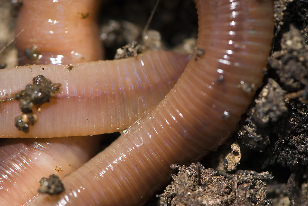 A close up view of giant earthworm