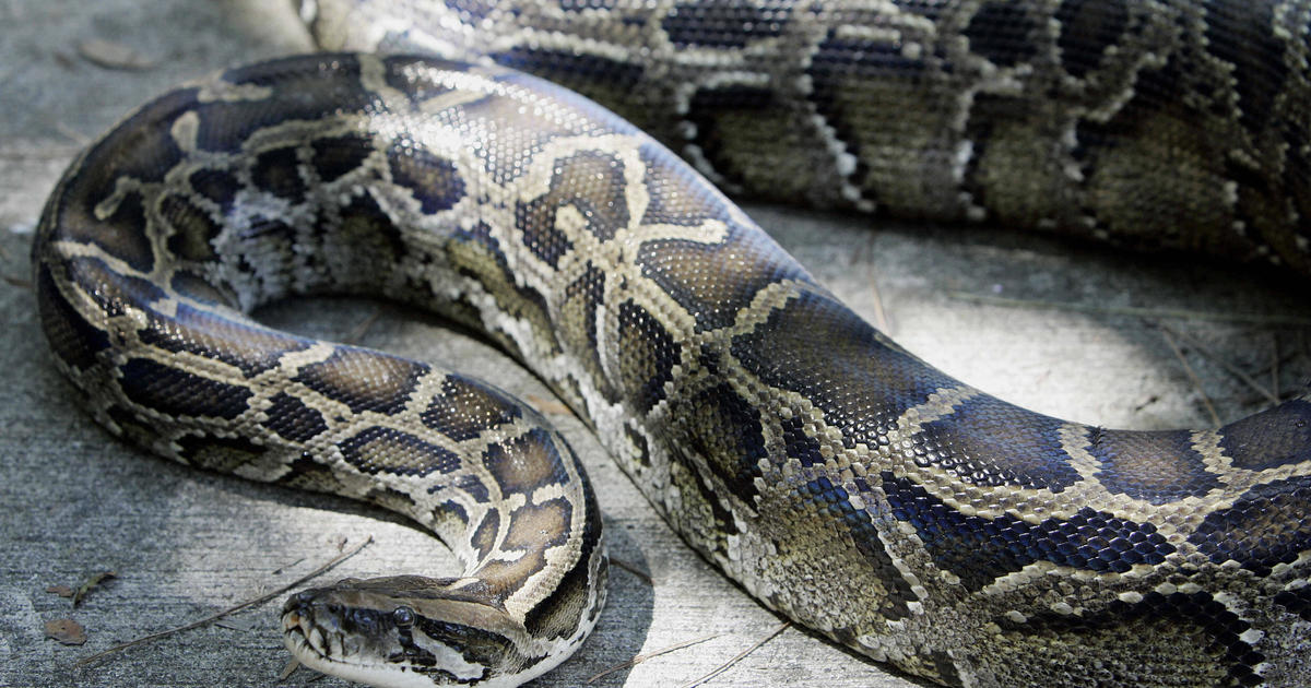 Huge Python Attacks Its Owner Before Nearly Escaping