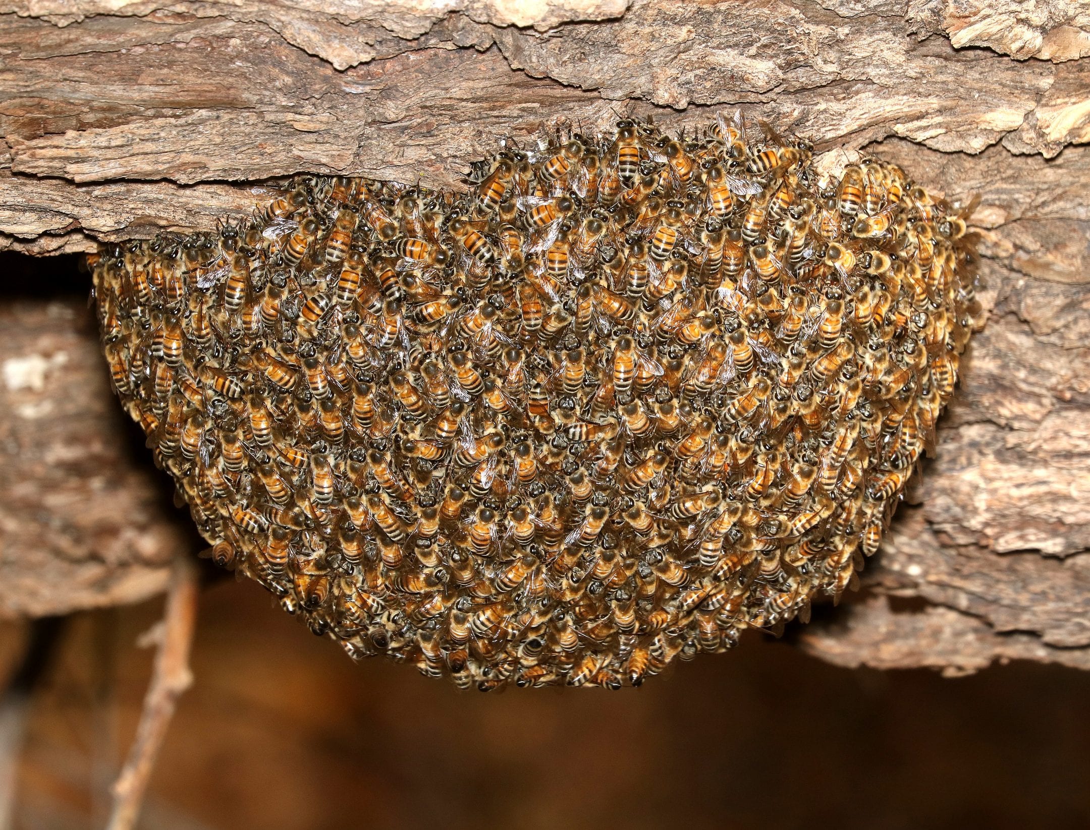 Here Is What Triggers Giant Honeybees To Do The Mexican Wave Pattern Aka Shimmering