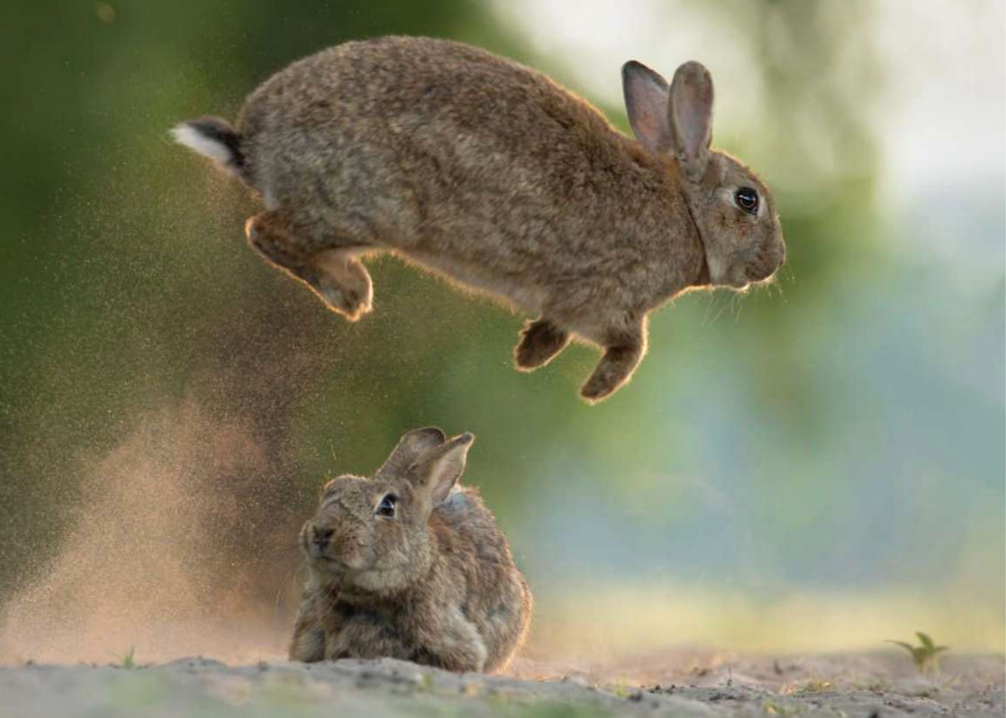 A brown-colored rabbit rests in the sand, watching its pal jump into the air