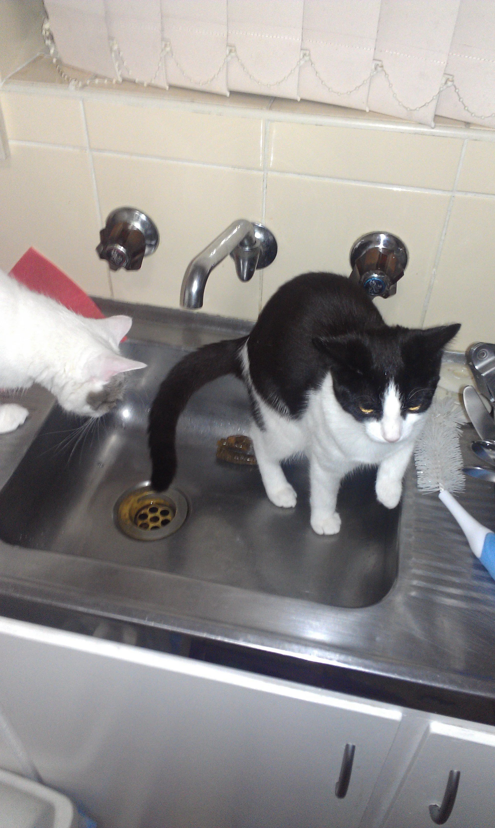 A black and white cat pooped in the kitchen sink