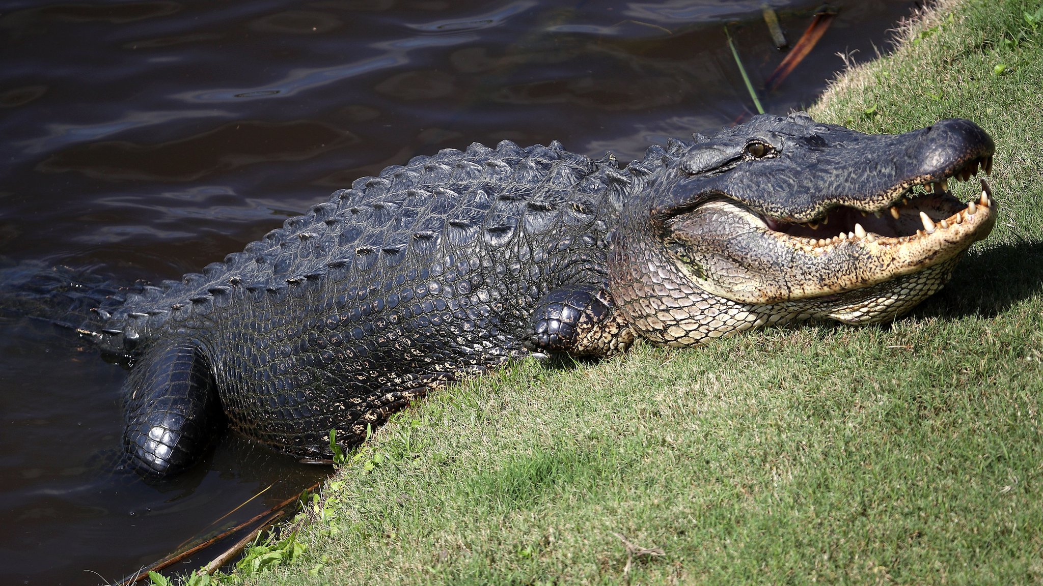 An alligator resting on ground with its more than half body outside water