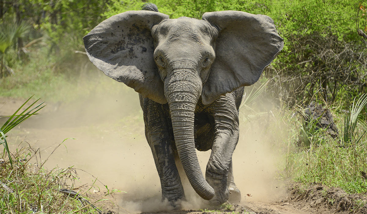 An elephant running in the forest