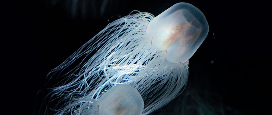 Transparent white and orange colored jellyfish with a tuft of white filamentous leg-like structures