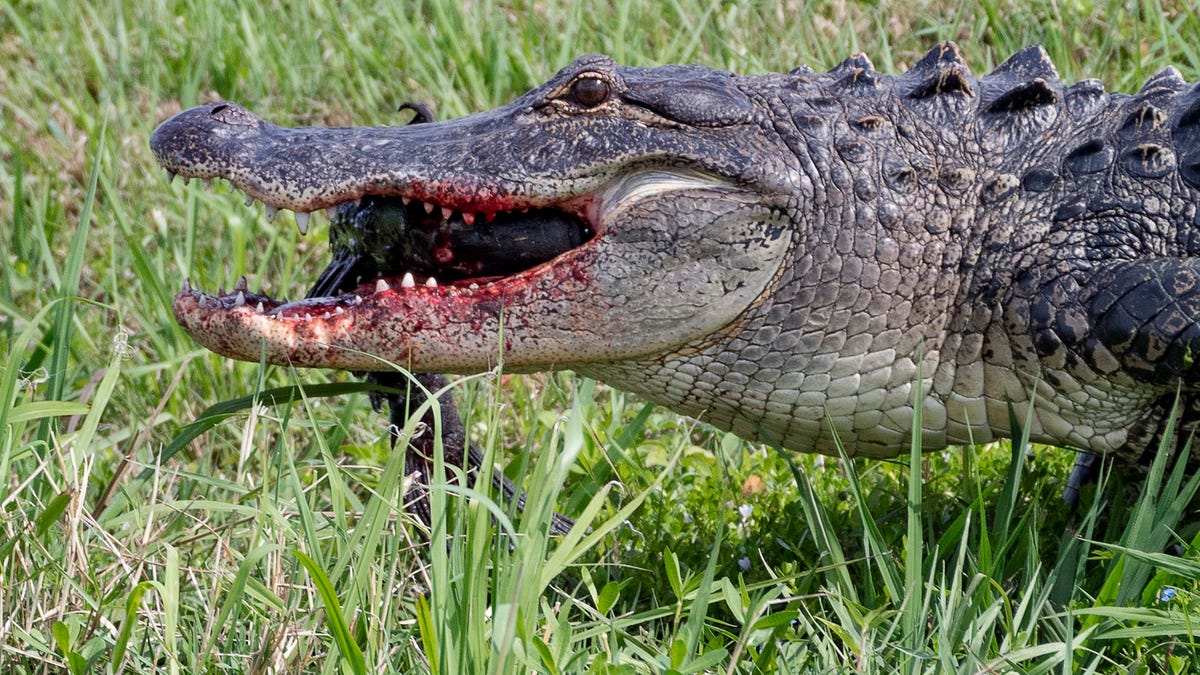 An alligator eating an animal