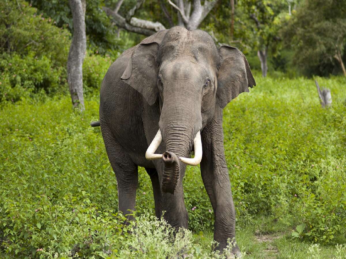 An elephant walking in the forest