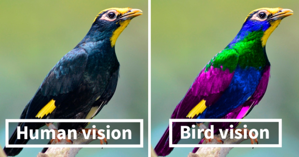 How human see a bird vs how birds see a bird