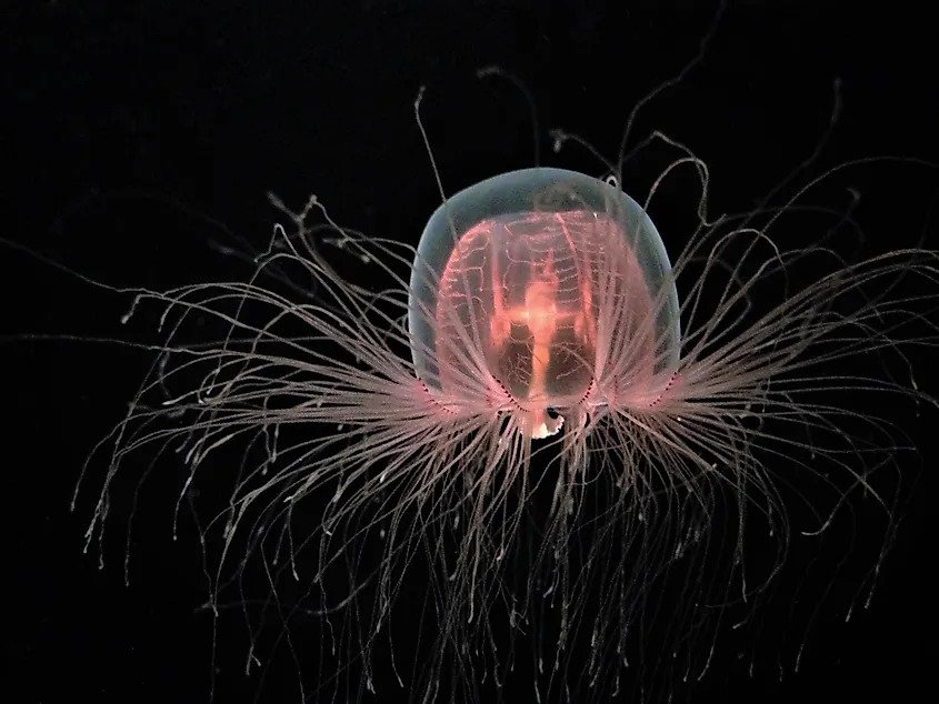 Jellyfish Turritopsis Dohrnii - The Only Biologically Immortal Species Known So Far