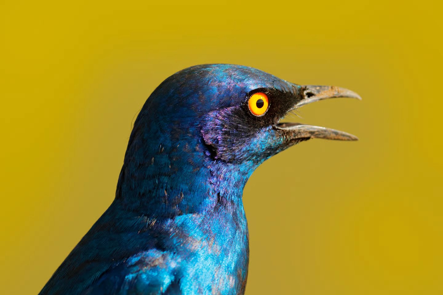 Human Vs Bird Color Perception - The Secrets Are Revealed