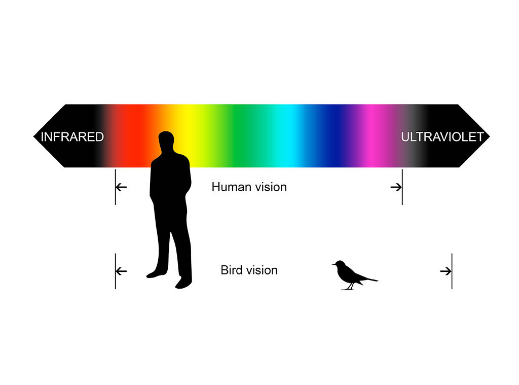 Color spectrum showing the vision of humans and birds