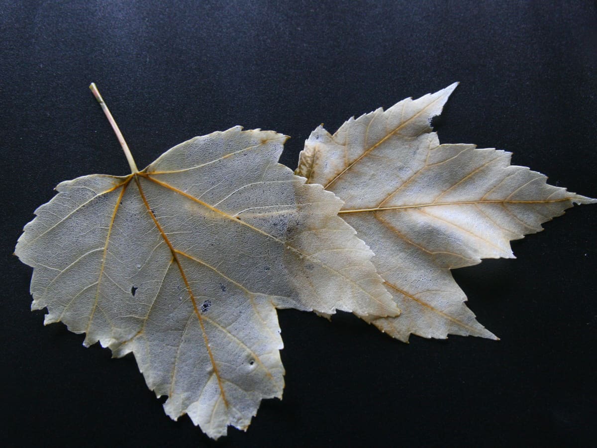 Two leaves without chlorophyll placed on a black surface
