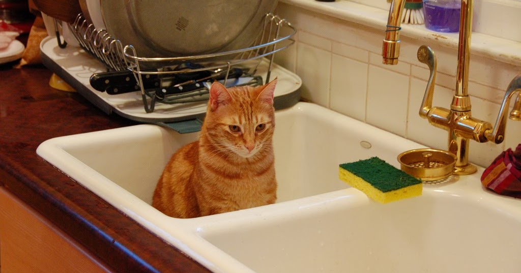 A cat sitting in the kitchen sink