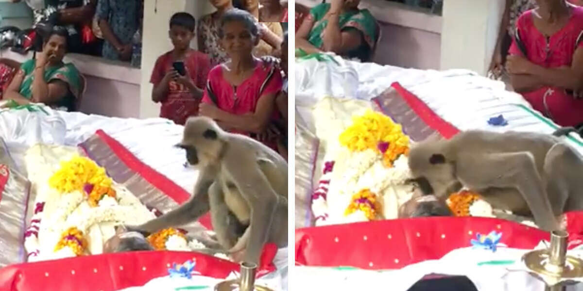Monkey Appears At Funeral To Mourn The Man Who Used To Feed Him