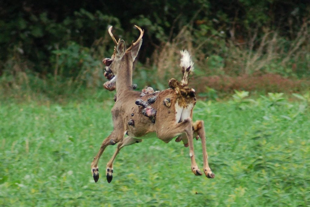 Deer suffering from deer fibroma running and jumping in the forest