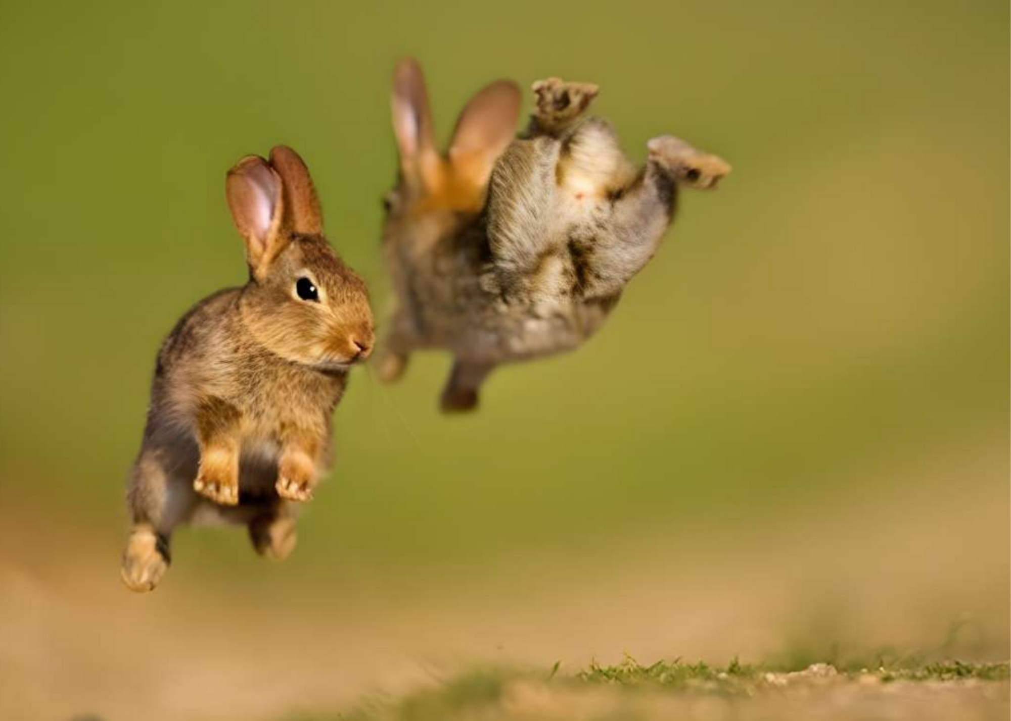 How High Can Rabbit Jump - Funny Videos You Should Watch