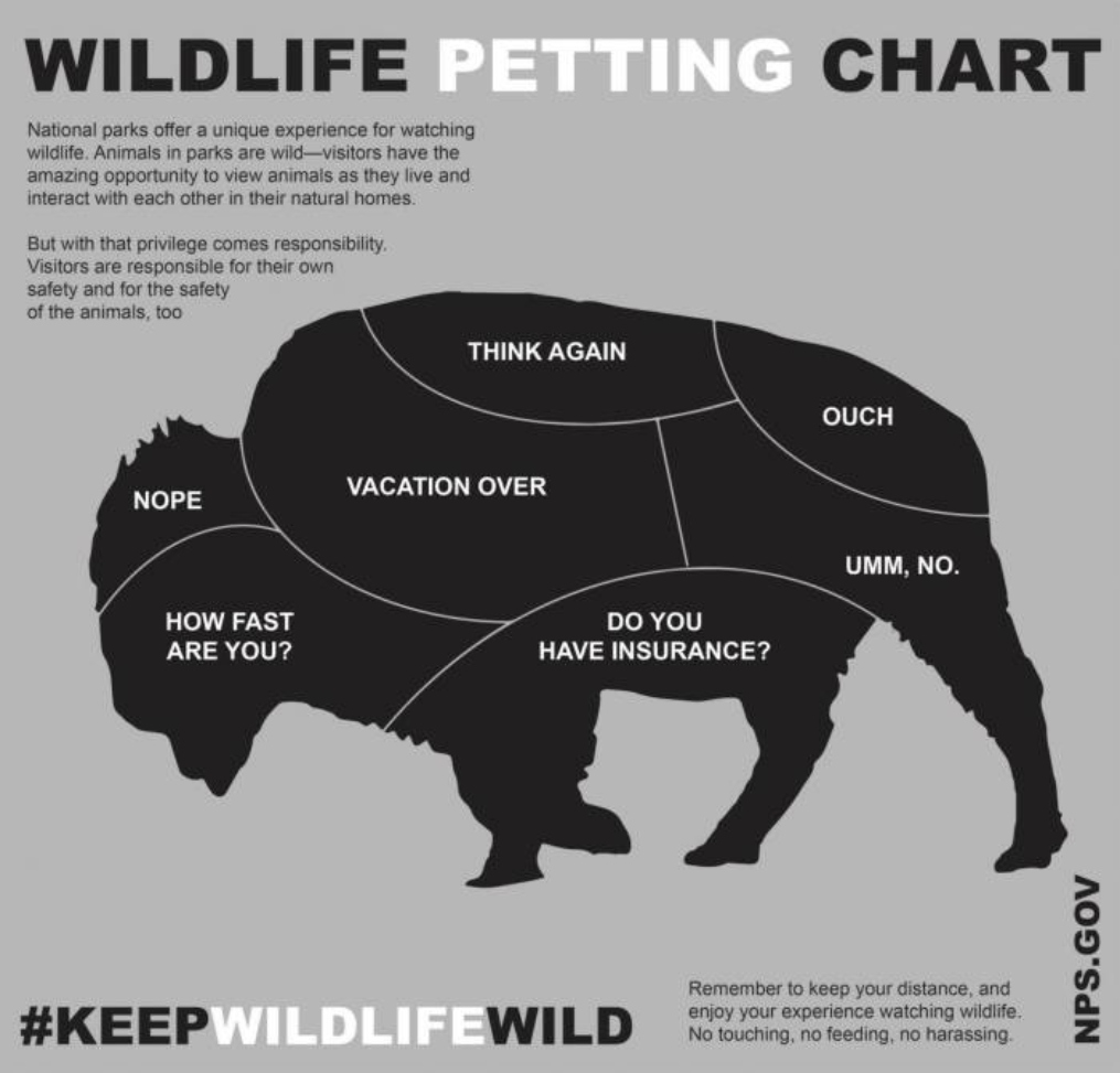 A poster of petting bison guide by National Park Service