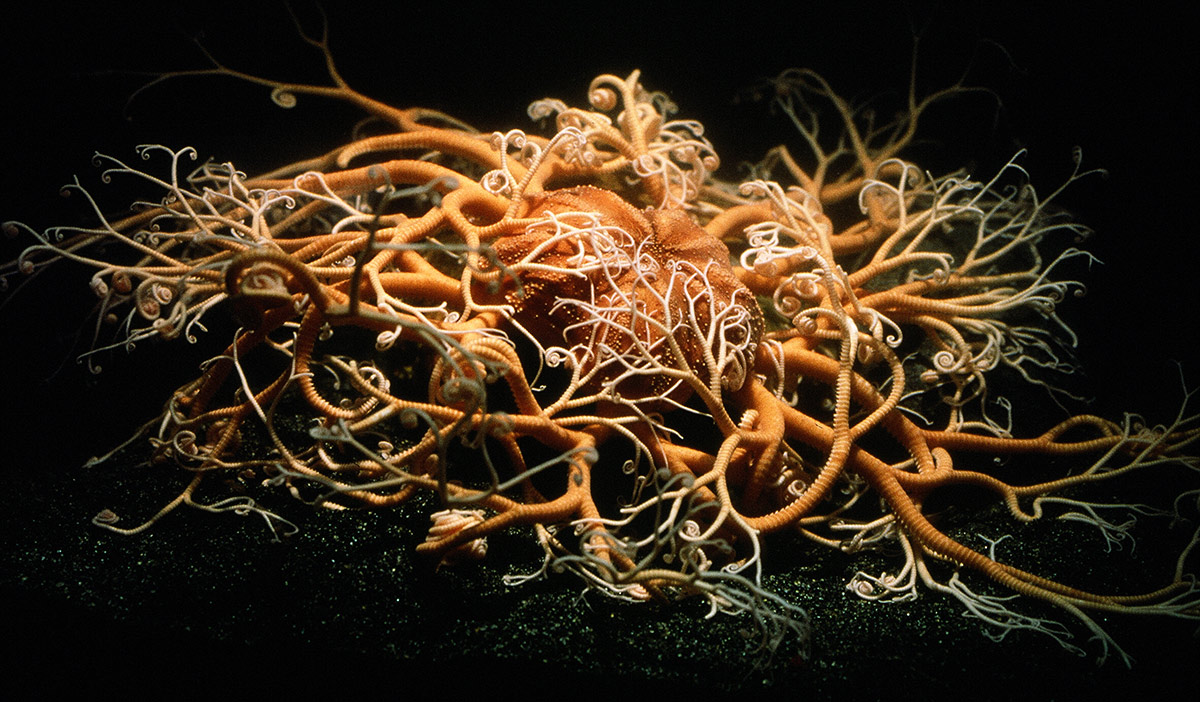The orange basket star with its tangled arms