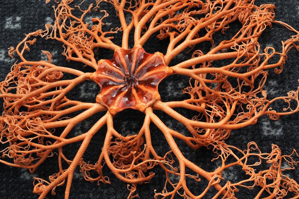 Basket Starfish - A Creepy Deep-Sea Creature