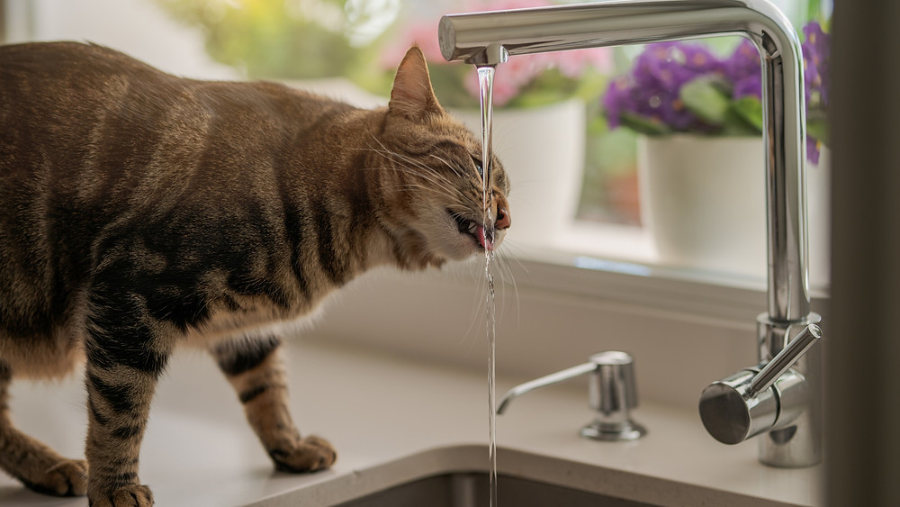 A cat drinking water from kitchen sink tap