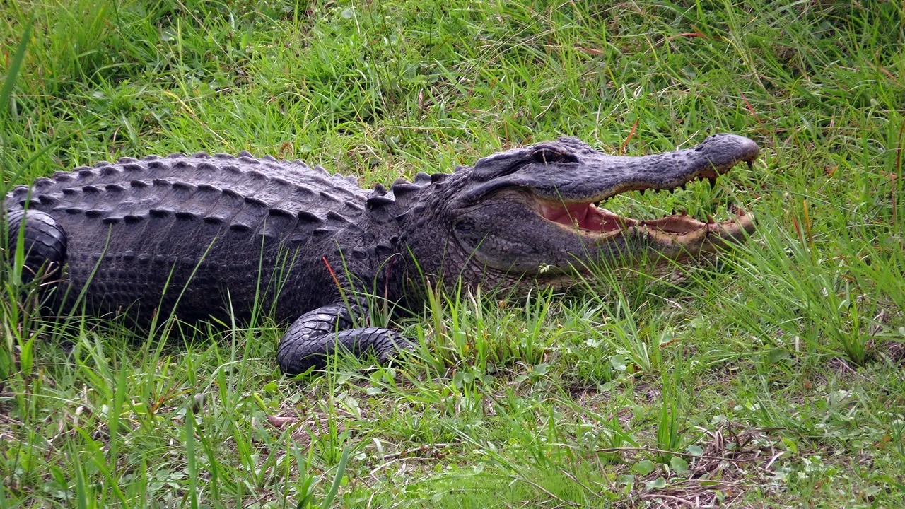 An alligator on the grassy ground