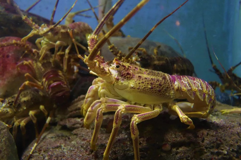 Yellow and pink lobsters in the sea
