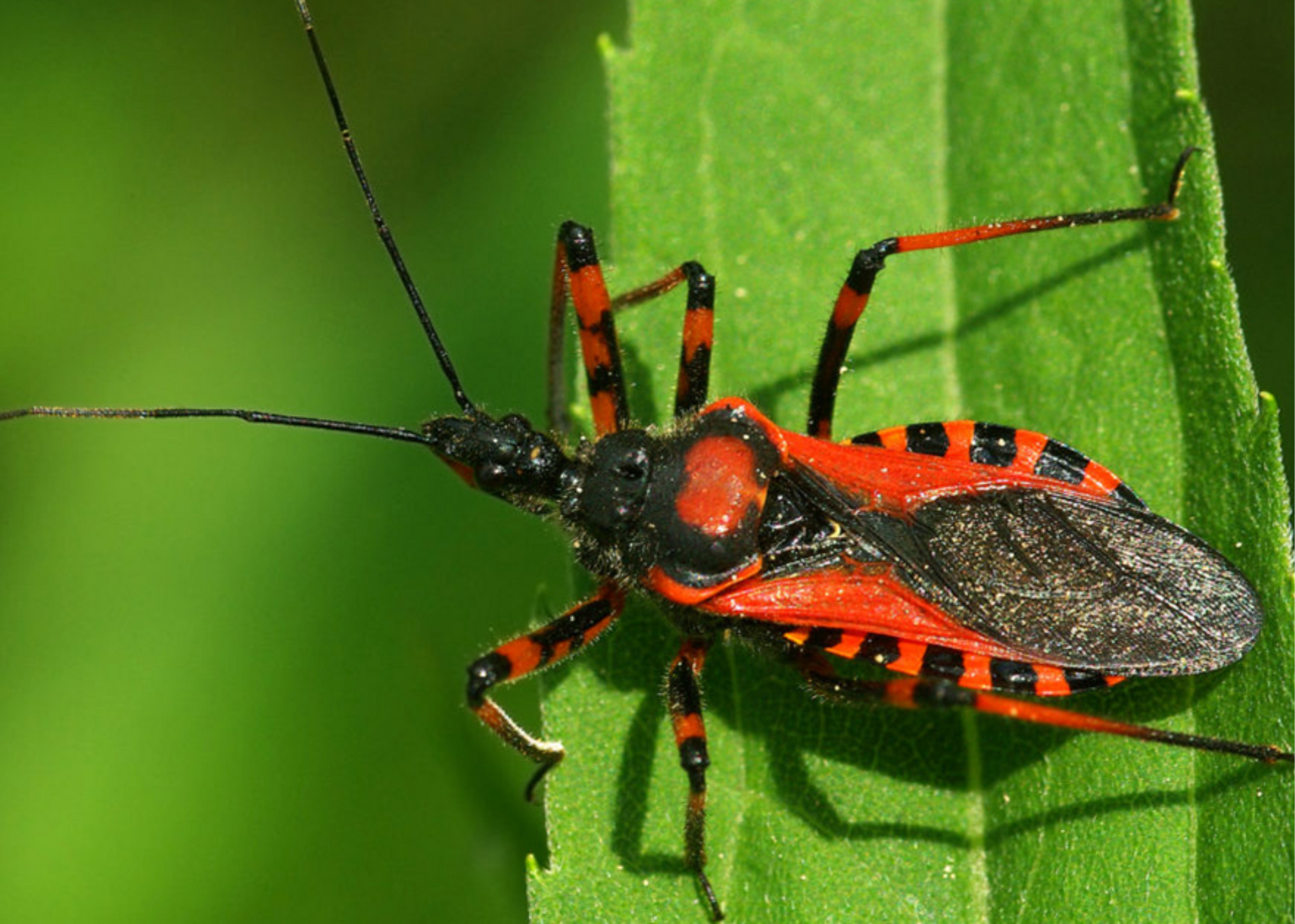 The Most Dangerous Insects To Avoid And Keep Away From