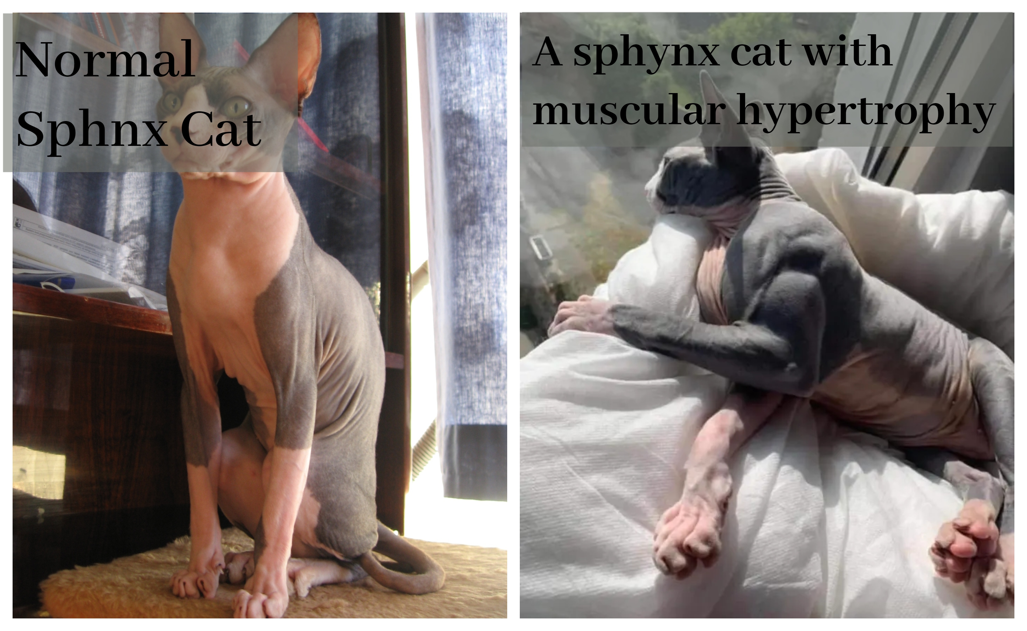Normal Sphynx cat Vs a Sphynx cat suffering from a muscle disease