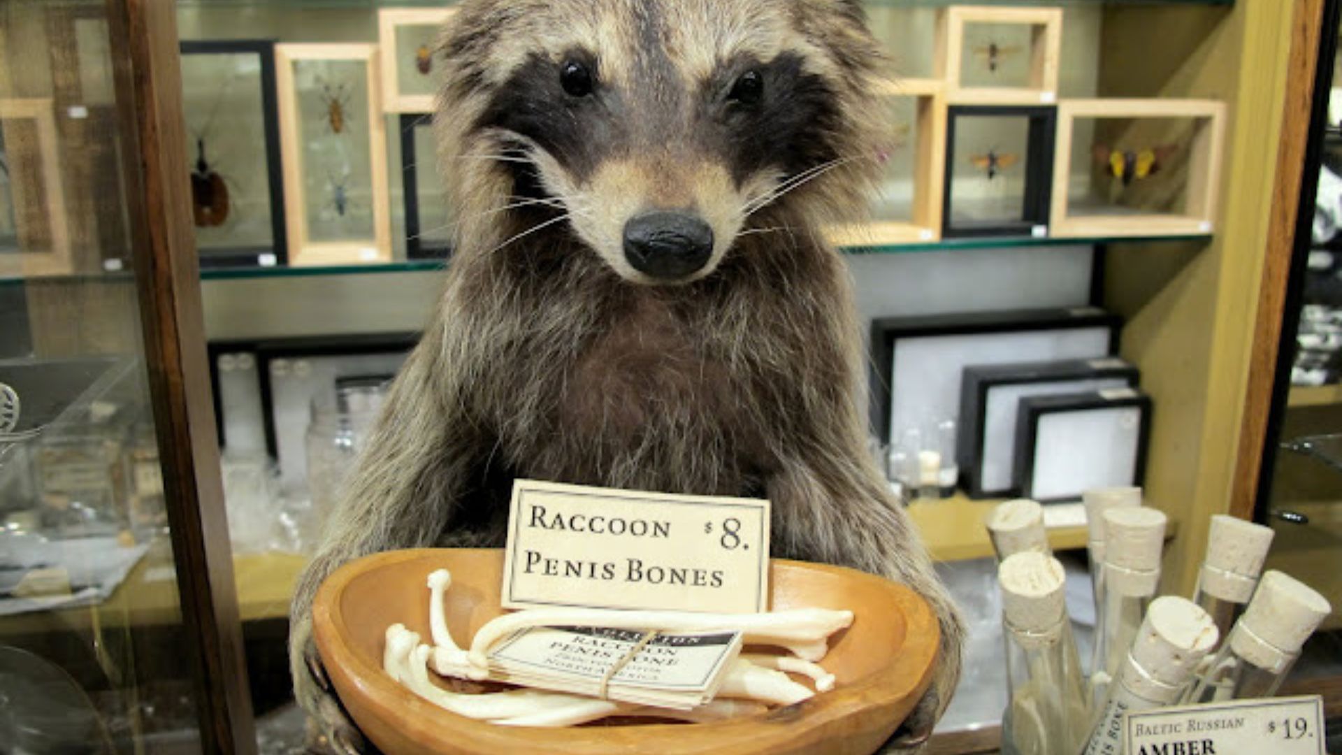 Racoon Penis Bone - An Accessory For Good Luck And Natural Enhancement