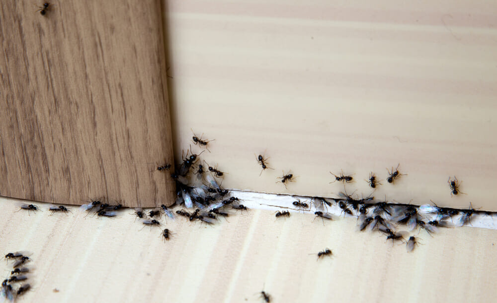 Black ants without and with feathers are camping in the corners of a certain furniture