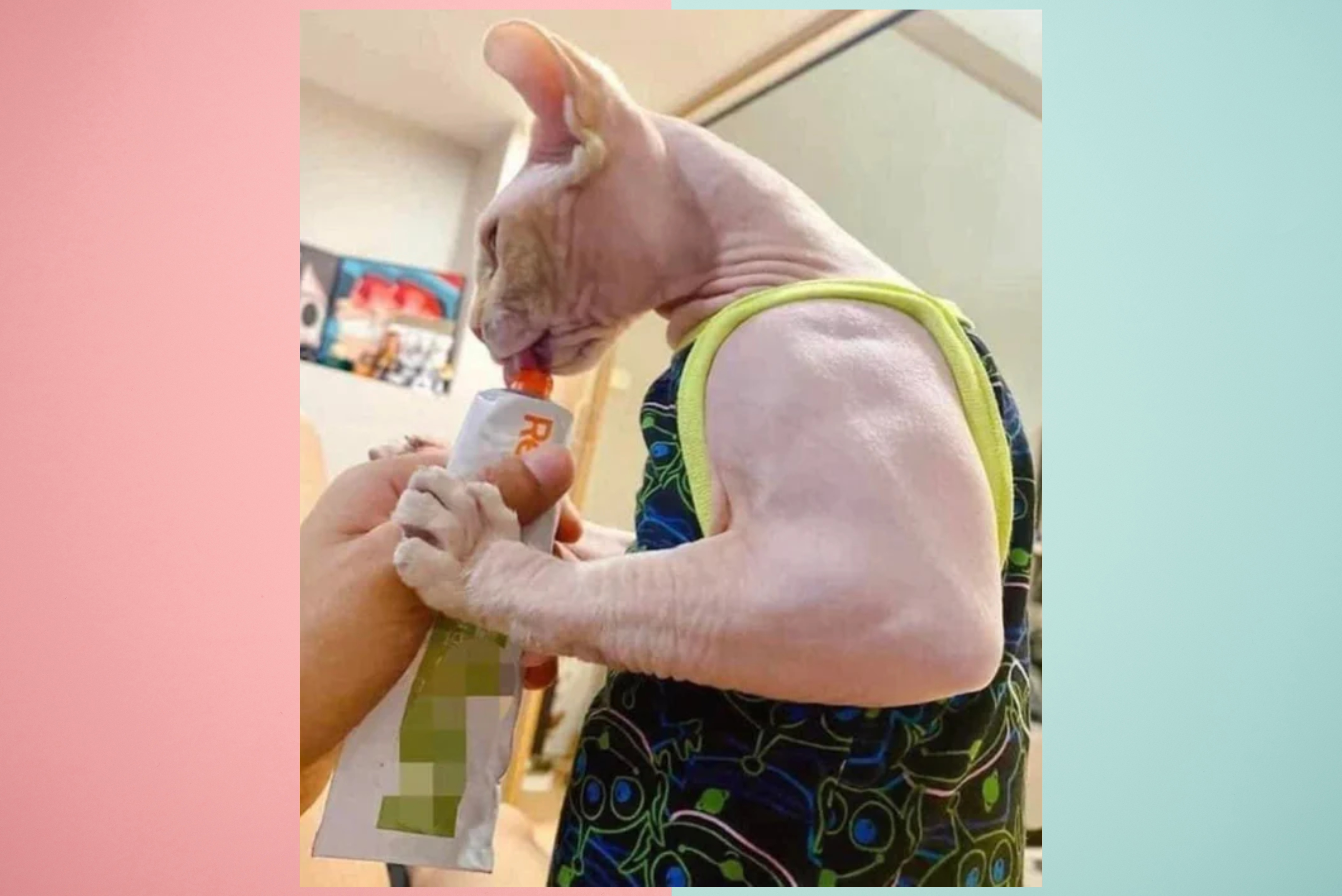 A Sphynx Cat with muscle disease sucking something from a tube