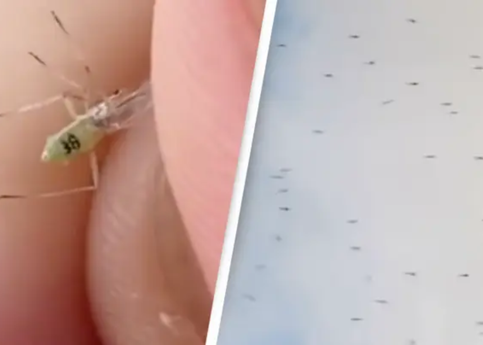 Conspiracy Theorists Say Governments Make Mosquitoes To Spy On Humans