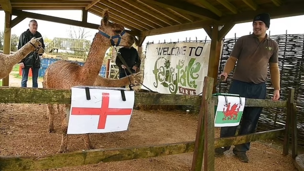 "Psychic" Alfie The Alpaca Predicts England's World Cup Performance